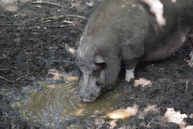 斯基拉：尤文正在关注摩纳哥20岁的法国中卫马维萨